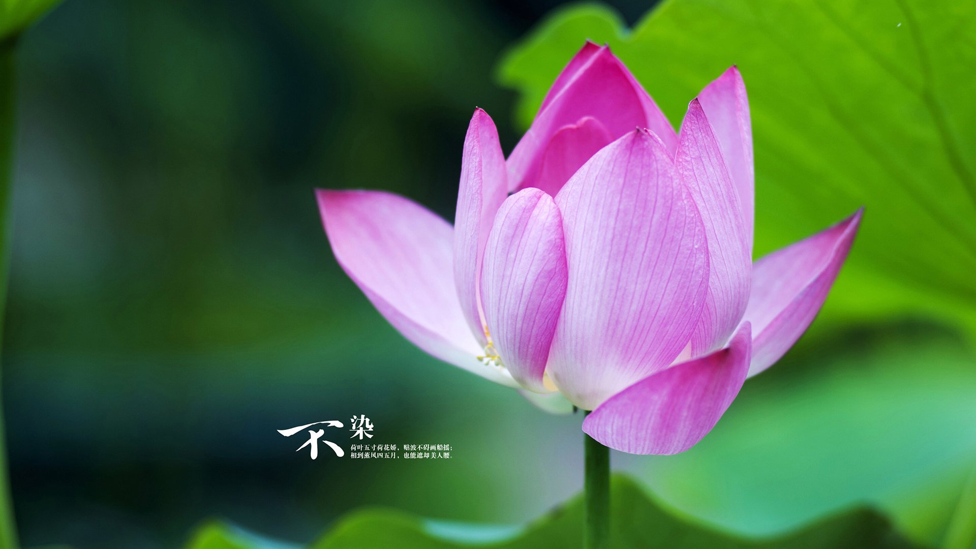 阿坎吉撞碎最坚韧防线,让维也纳相信足球有神