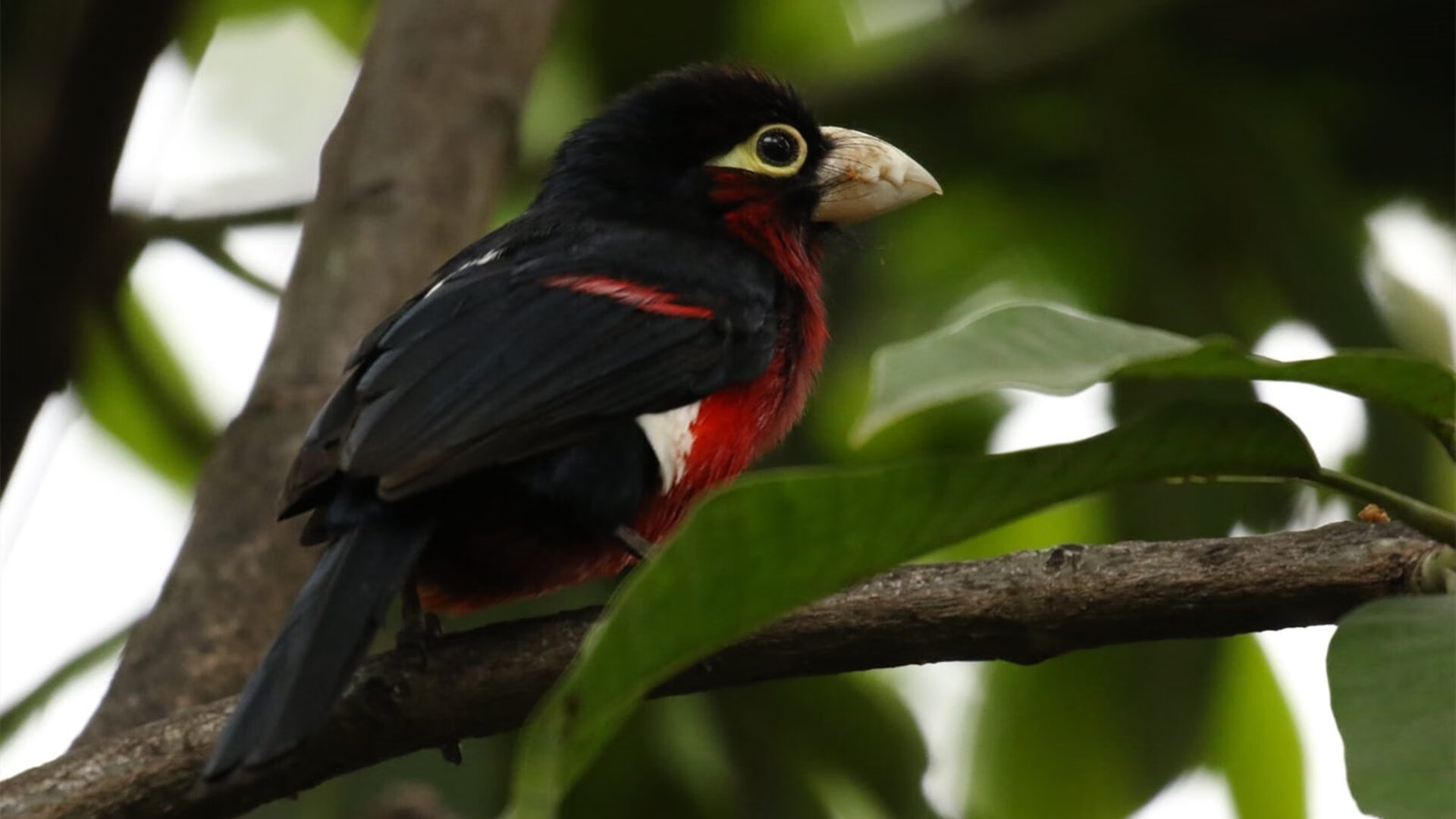 奥运倒计时战场,辽宁铁骑如何以窒息防守强压华南虎?