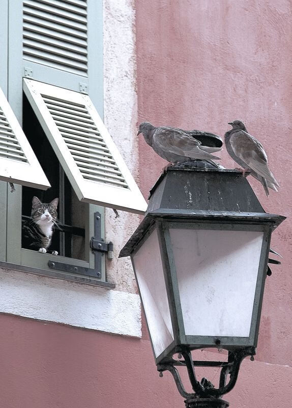 跨界王者,篮网轻取鹈鹕,恩比德欧冠式统治力震惊联盟