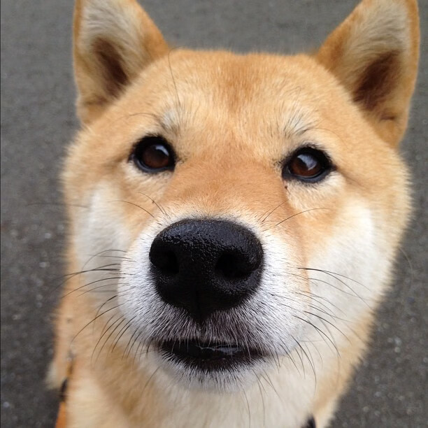 历史性横扫!深圳队令独行侠尝尽苦果,杰伦格林压力下迎华丽爆发