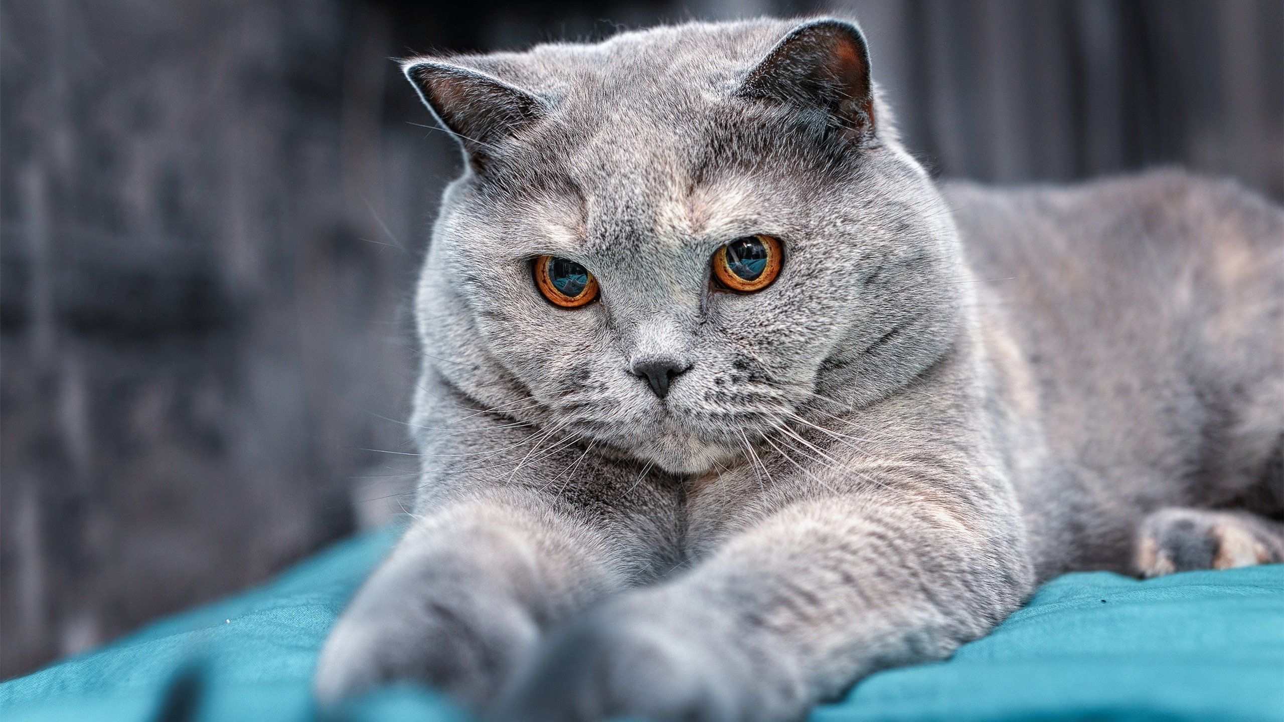 突破者,从瑞典的生死线到哈弗茨的封神路