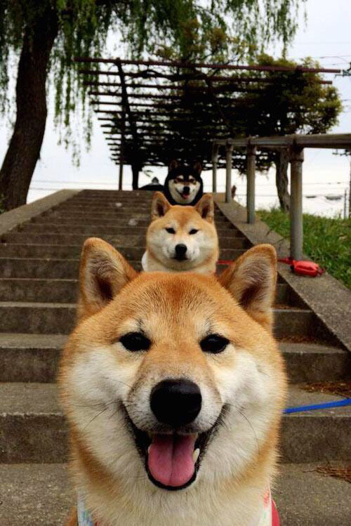 西决生死夜,戈贝尔筑起叹息之墙