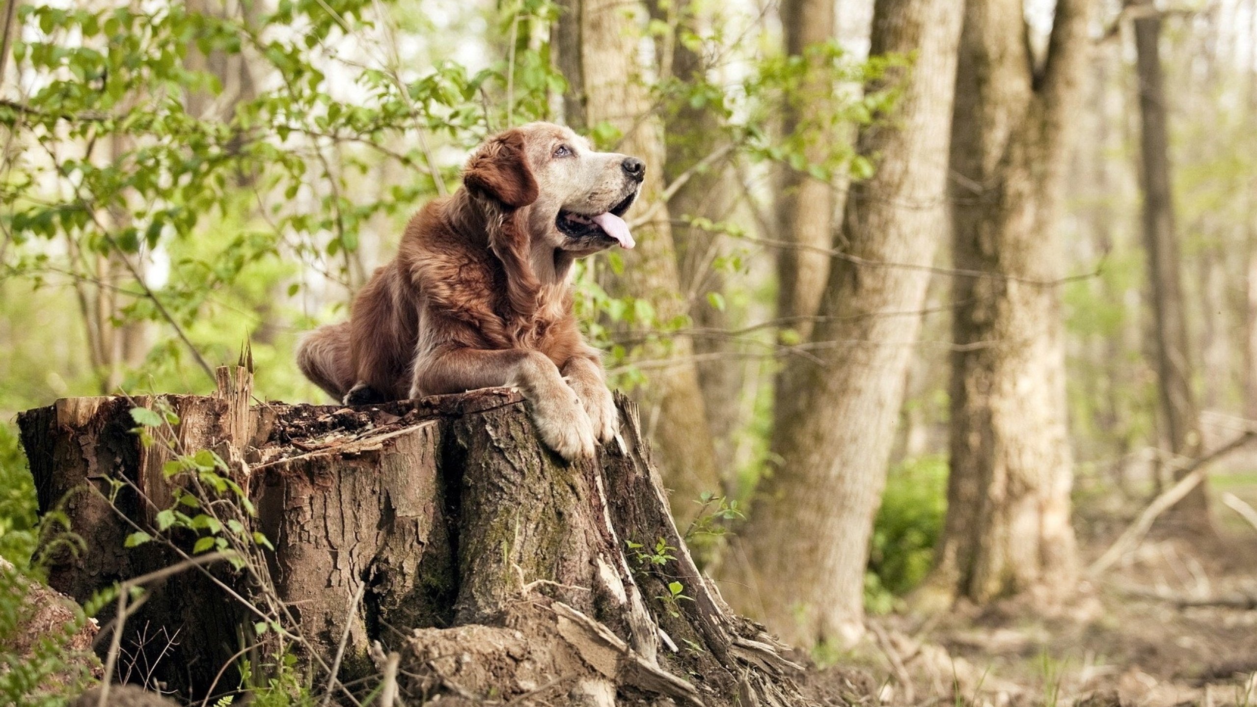利刃与机器，当C罗的不可阻挡遇见莱比锡的冰冷完胜
