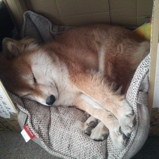 西亚卡姆轰下双20统治攻防，掘金攻克迈阿密终结热火连胜