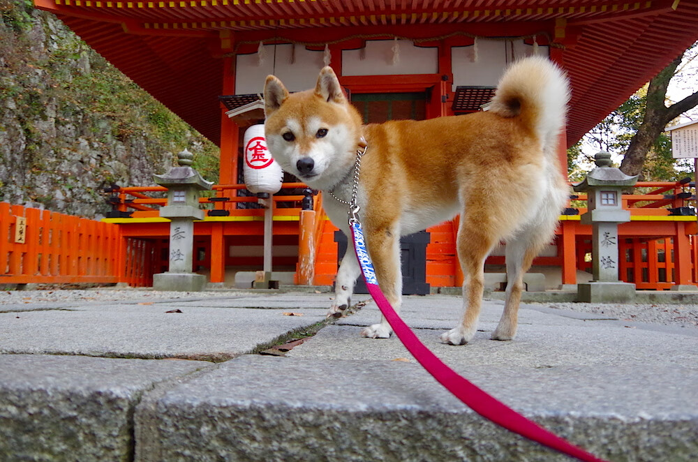 哥斯达黎加化身国家队曼城，格纳布里致命两连击照亮晋级之路
