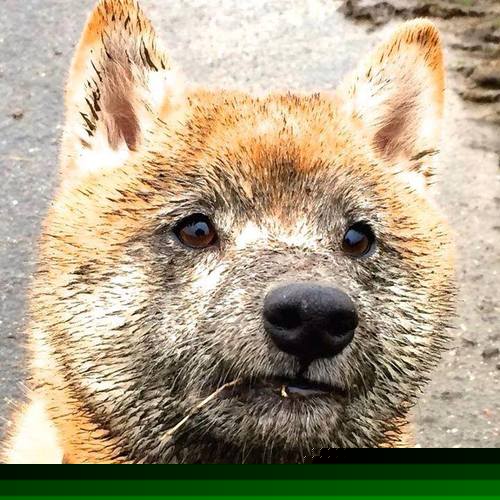 奥运前哨战，雷霆筑铜墙铁壁，绞杀马刺双星