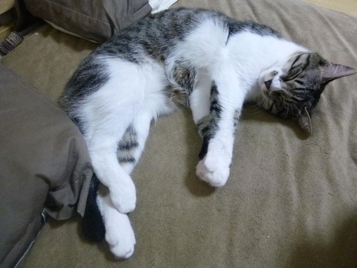 双线飓风,维斯塔潘征服巴林赛道,塔图姆率绿军横扫鹈鹕