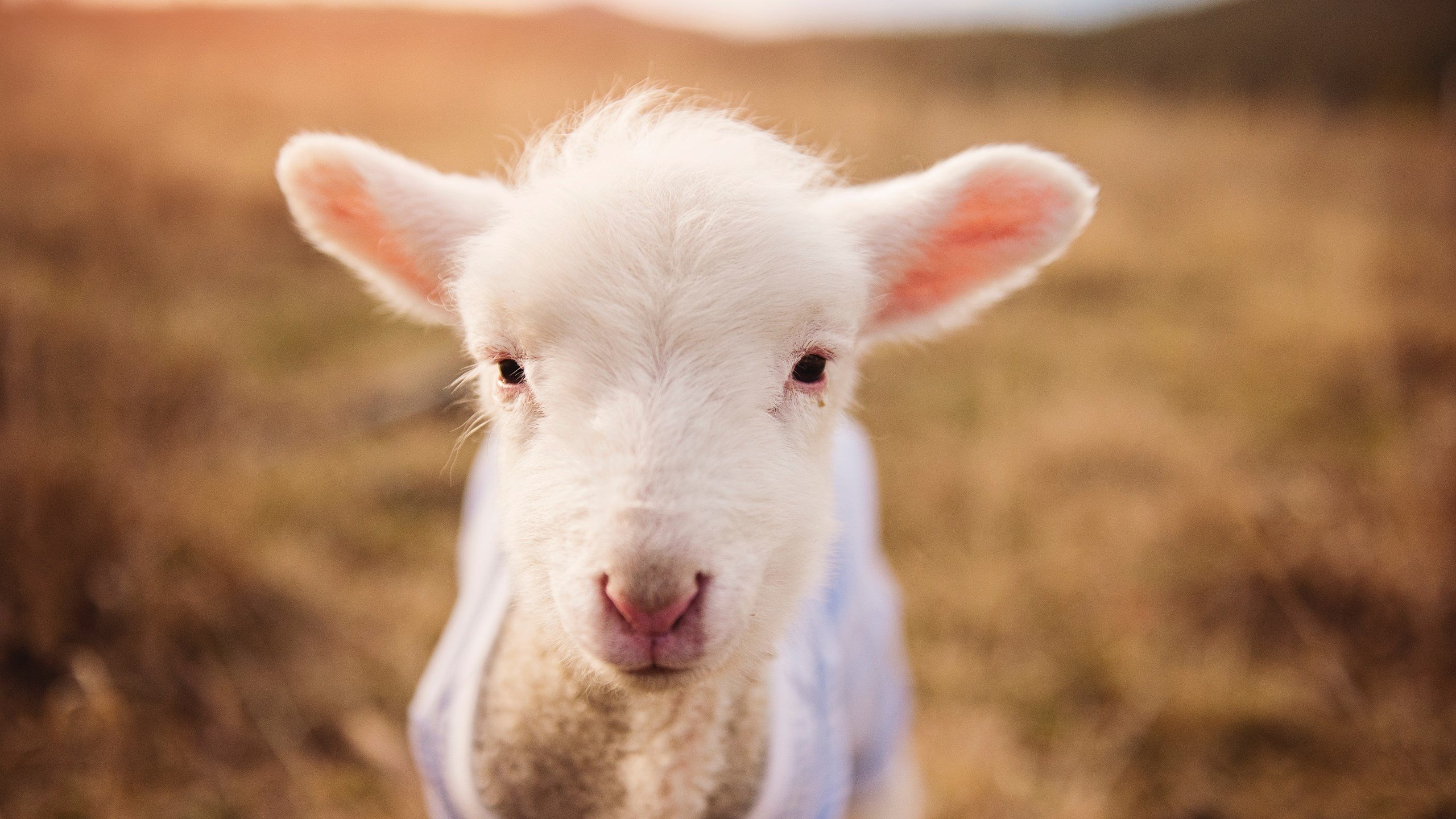 双城记与勇士精神,当英超争冠战遇见CBA斩落