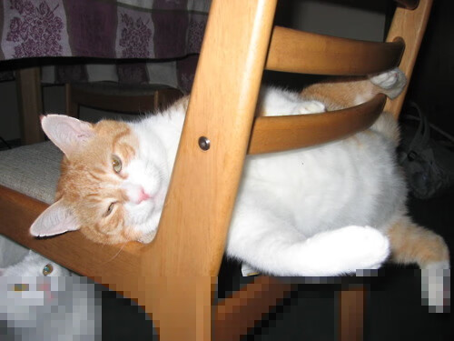 塔图姆王权降临北境，猛龙斩落国王显争冠獠牙