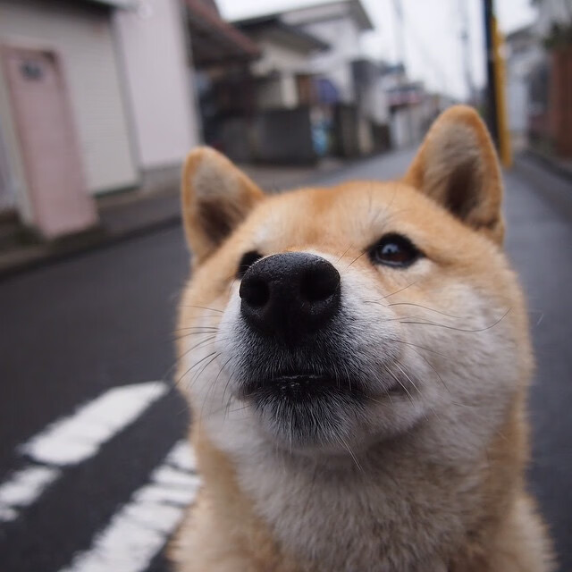 塔图姆王权降临北境，猛龙斩落国王显争冠獠牙