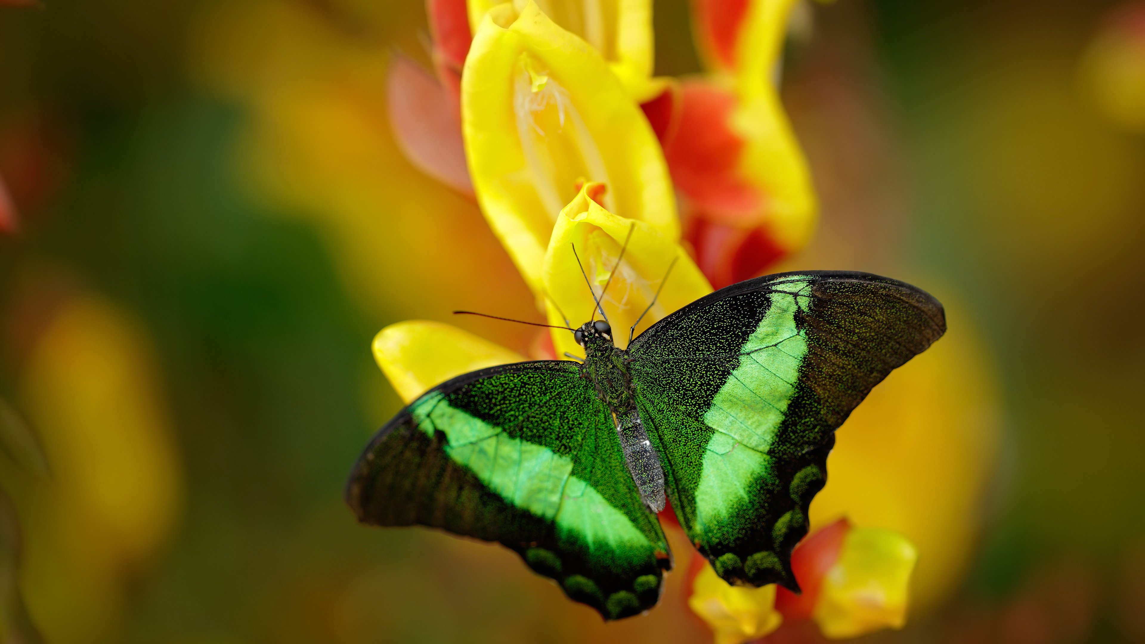 在全世界的烟火下,他用一粒子弹的冷静终结—记美加墨世界杯法比尼奥封神之夜
