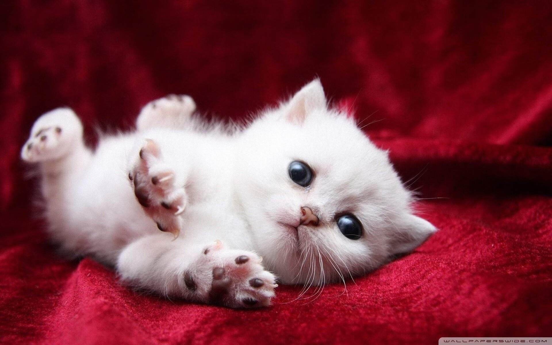 同频爆发的英雄，当利拉德点燃绿茵场，奇才横扫辽宁之巅