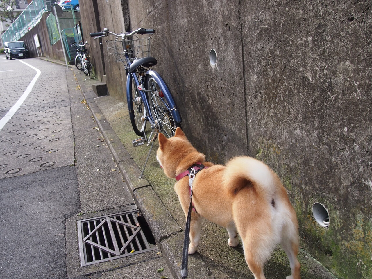 班凯罗关键回合不手软,太阳掀翻独行侠,青春风暴VS西部豪强的权力转移