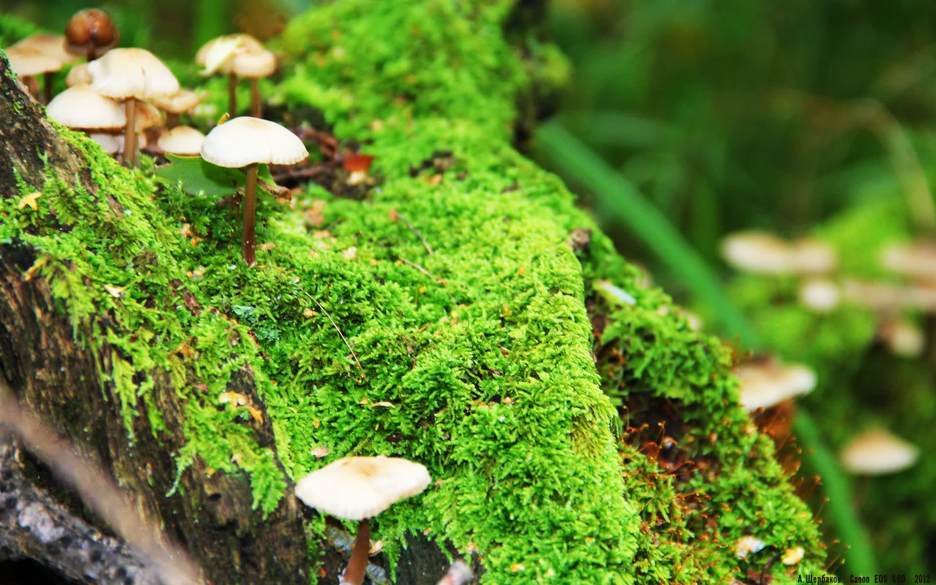 为了满足唯一性的要求,我将构思一个平行宇宙或特殊规则下的世界杯故事,让这位北欧神锋(哈兰德)身披法国队战袍,在关键战中完成绝杀,从而制造出强烈的戏剧冲突和唯一性