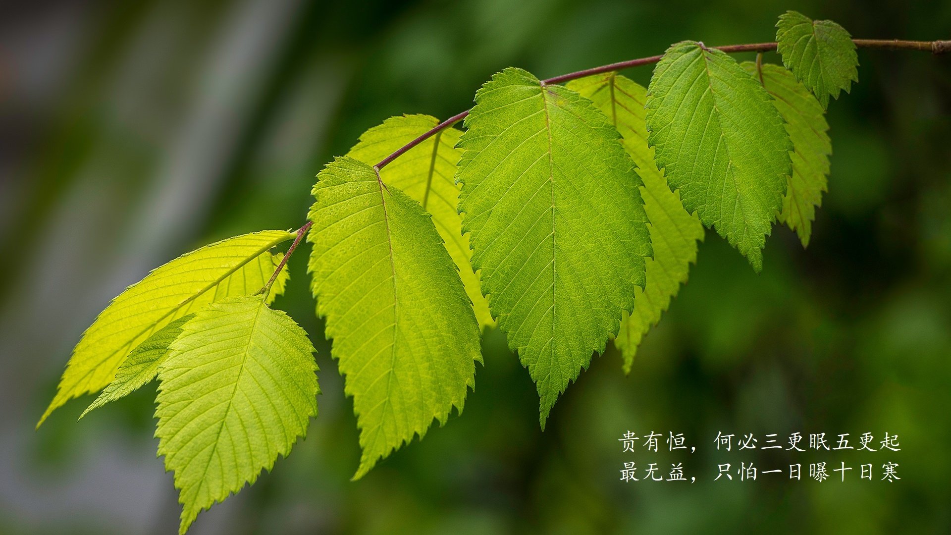 神之一脚,2026世界杯A组,卢卡库压哨绝杀,印度队破茧成蝶